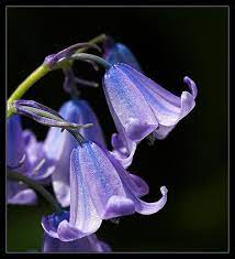 Pin On Flowers Beauty Colors And Design Patterns