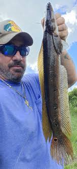 Highgrade skunk by shawn genna 🔥