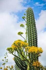 About 15 years ago, i purchased what i thought was a christmas cactus for my grandparents (nan and pop), and it's still around today. Aruba Pictures Our Favorite Views Of Aruba S Beaches Landmarks And Natural Beauty Aruba Pictures Aruba Beach Aruba