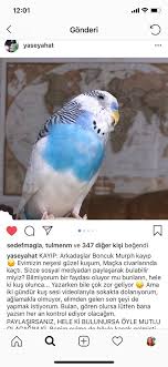 Tugce Gula On Twitter Kayip Muhabbet Kusu Kayipkus Muhabbetkusu