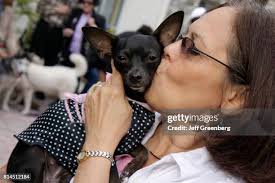 114 Pet A Palooza Stock Photos, High-Res Pictures, and Images