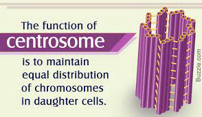 Maybe you would like to learn more about one of these? The Major Functions Of A Centrosome And Its Role In Cell Division Biology Wise