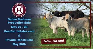 150 amerifax, angus, angus cross, angus f1, angus plus, aubrac, balancer, barzona, beef friesian, beefalo, beefmaster, beefmaster cross, belgian blue. 7ealcihlfazzim