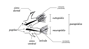 Image result for Parapodium