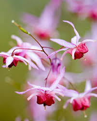 Hydrangea hydrangea macrophylla hydrangea macrophylla pink elf pink elf pink elf hydrangea. Epimedium Pink Elf Hayloft