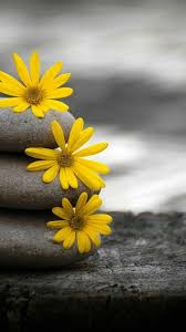 Black And Yellow Flowers Wallpaper Yellow Flowers Stones Black And White Yellow Flowers Color Splash Photo