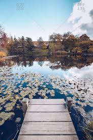 Lily pads, a generic name for water lilies (nymphaea spp.) float on the surface of a pond. Lily Pad Background Stock Photos Offset