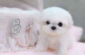 Teacup Shih Tzu Puppy Teacup Puppies Cute Baby Animals Teacup Puppies Maltese