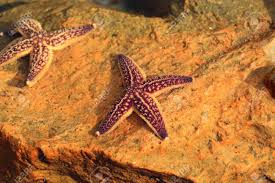 Yellow to orange with purple markings (juvenile) yellow (adult) 5 arms with pointed upturned tips; Northern Pacific Seastar Asterias Amurensis In Japan Stock Photo Picture And Royalty Free Image Image 38277048