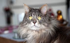 Voici le maine coon, la plus grosse race de chats domestiques de la planète. Le Maine Coon Caractere Education Sante Prix Race De Chat