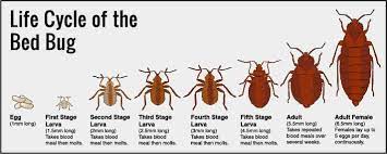 The professional bug fighters have proper training. How To Get Rid Of Bed Bugs Environmental Pest Control Pest Control Bed Bugs Pests