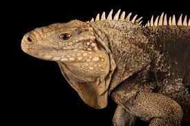 Image result for Inhambanella