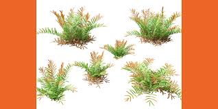 Image result for Acrostichum aureum