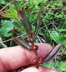 Image result for Ammannia prieuriana