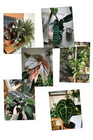 Image result for Wajira grahamiana