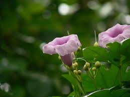 Image result for Ipomoea mauritiana