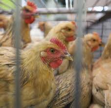 (hpai, highly pathogenic avian influenza). Ausser Kontrolle Zahl Der Vogelgrippe Toten In China Steigt Rasant Welt