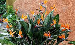 Places jacó, costa rica shopping & retailgift shop floristería ave del paraíso jaco. Hasta 56 Dto Plantas De Ave Del Paraiso Groupon