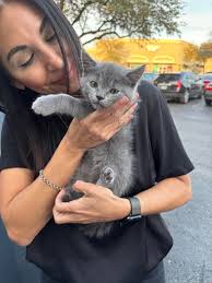 Introducing baby rag doll to maine coon kitten safely