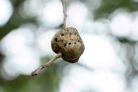 What Is Wrong With My Tree Gouty Oak Gall