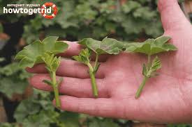 Le pélargonium est une plante vivace d'afrique du sud. Multiplication Des Geraniums Comment Planter Une Pousse Sans Racines Dans Le Sol Ou Attendre Leur Apparition Dans L Eau Pelargonium Inhabituel Ou Geranium Familier Planter Dans Le Jardin Et Entretenir Quand On Peut