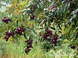 Image result for Syzygium cumini