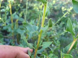 Image result for Tetragonia calycina