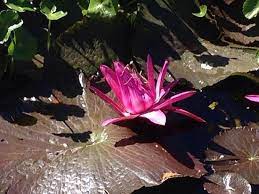 Immersive online lessons for all ages. Praying Mantis On Lotus Blossom Picture Of The Japanese Garden Los Angeles Tripadvisor