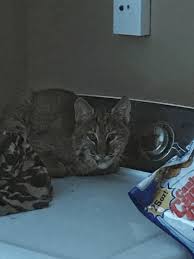 TWRA issues warning after Tennessee woman takes home bobcat