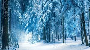 Winter Forest Wallpapers Top Free Winter Forest Backgrounds Wallpaperaccess 0 river in the beautiful winter forest | walldev. winter forest wallpapers top free