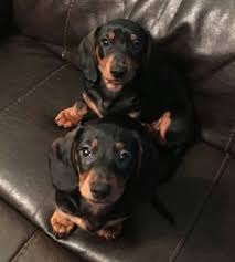 I have one 3/4 chihuahua 1/4 daschund. Litter Of 2 Dachshund Puppies For Sale In Lynchburg Va Adn 19775 On Puppyfinder Com Gender Male Age 4 Dachshund Puppies For Sale Puppies Puppies For Sale