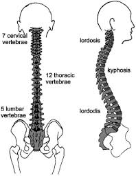 Red marrow makes blood cells. Spinal Column An Overview Sciencedirect Topics
