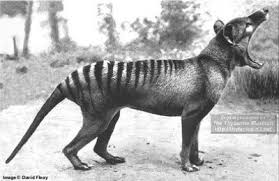 10 Recently Extinct Animals Listverse Rare Animals Extinct Animals Thylacine