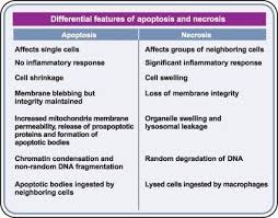 Apoptosis And Necrosis Nursing Study Tips Nursing School Essential Cancer Education