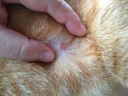kedilerde mantar enfeksiyonu hakkinda aurora cattery