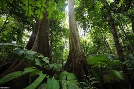 Anoa becomes one of the most endangered animals in indonesia that you can find them in the south of sulawesi and around buton island. 13 Surprising Facts About Indonesian Forest Factsofindonesia Com
