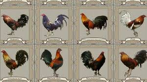 Cakupan pengiriman :jual ayam bangkok filipine. 16 Jenis Ayam Filipina Ayam Peruvian Youtube