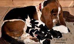 The basset hound is thought to be a descendant of the bloodhound. Akc Basset Hound Puppies For Sale For Sale In Cleveland Georgia Best Pets Online