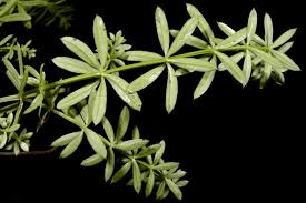 Image result for Galium chloroionanthum