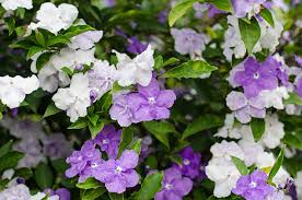 Image result for Brunfelsia australis