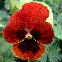 Image result for Violaceae