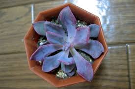 しわしわになったデビーを植えてみる 2005 05 28 きままな写真雑記