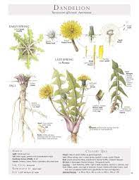 Foraging Feasting Dandelion Poster Foraging And Feasting Edible Wild Plants Dandelion Plant Plants