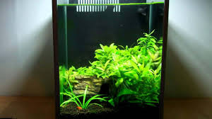 The tank holds 5 gallons of water, a fantastic sized tank for a betta fish. Fluval Spec Iii Review Betta Or Shrimp Tank Expert Aquarist