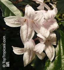 Image result for Moraea bella