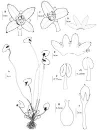 Image result for Wiesneria