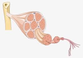 1 diagram unlabeled free pdf ebook download: Muscle Fiber Diagram Unlabeled Png Image Transparent Png Free Download On Seekpng