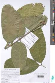 Image result for Khaya grandifoliola