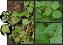 Image result for Parietaria debilis