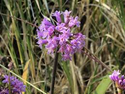 Image result for Tulbaghia friesii
